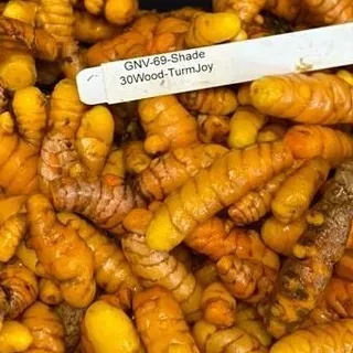 thumbnail for publication: Turmeric